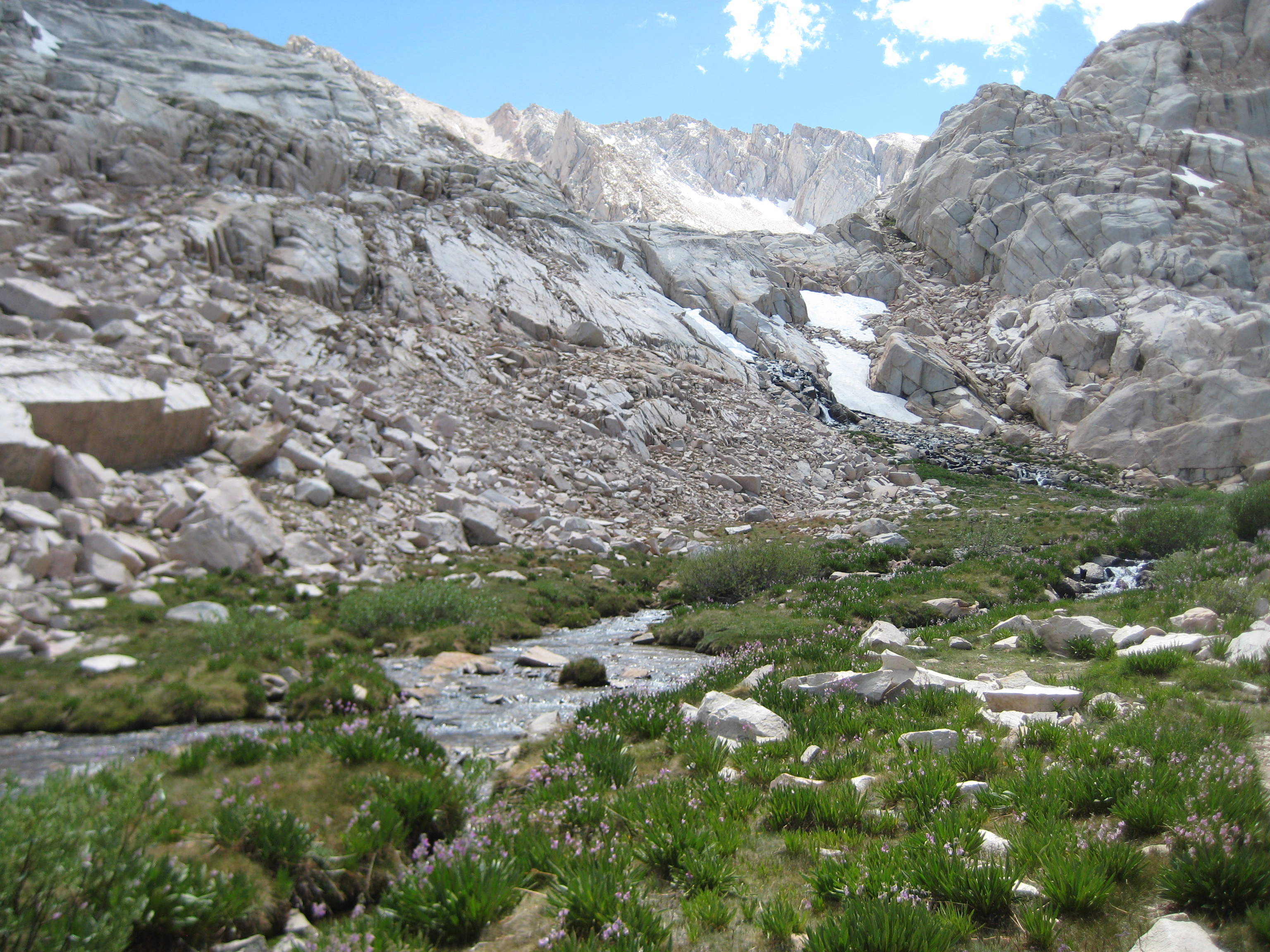 Trailside Meadow