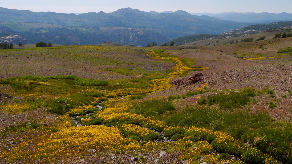 wildflowers near Stanislaus Peak [photo by Eric]